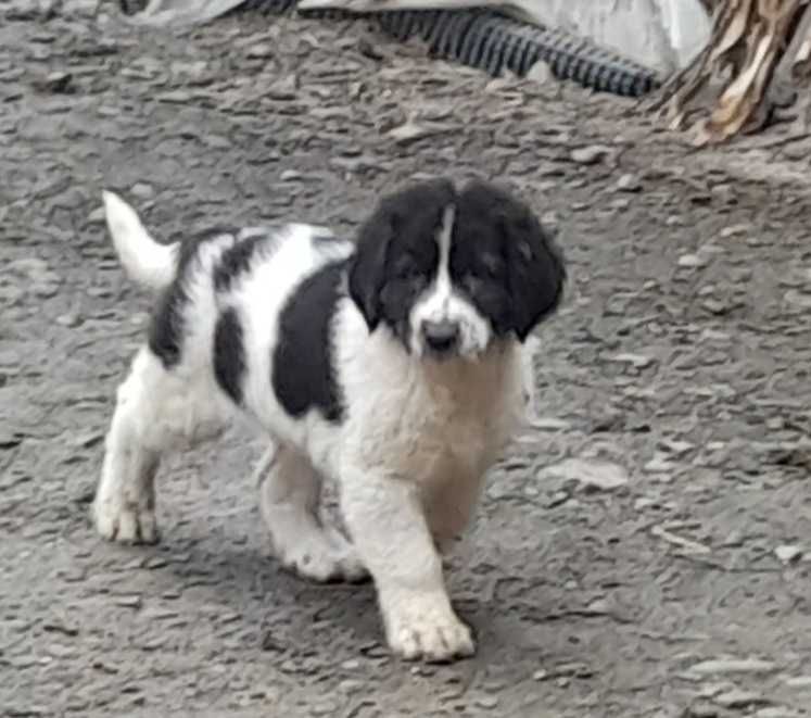 Crb disponibili ,vaccinați,  deparazitați