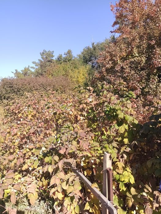 Продам дачу в 22 коллективе