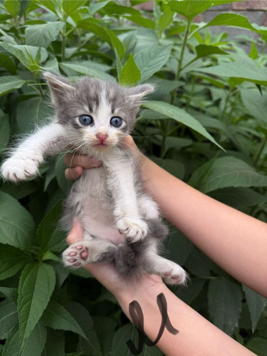 Продаются котята! 1 месяц