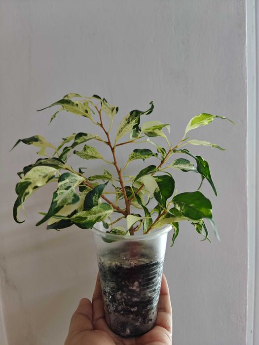 Фикусы разных сортов