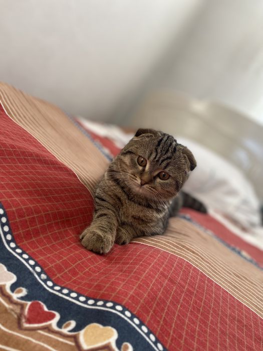 Котенок шотландский вислоухий девочка