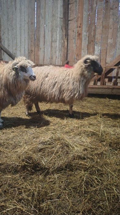 Oi tinere  de vânzare