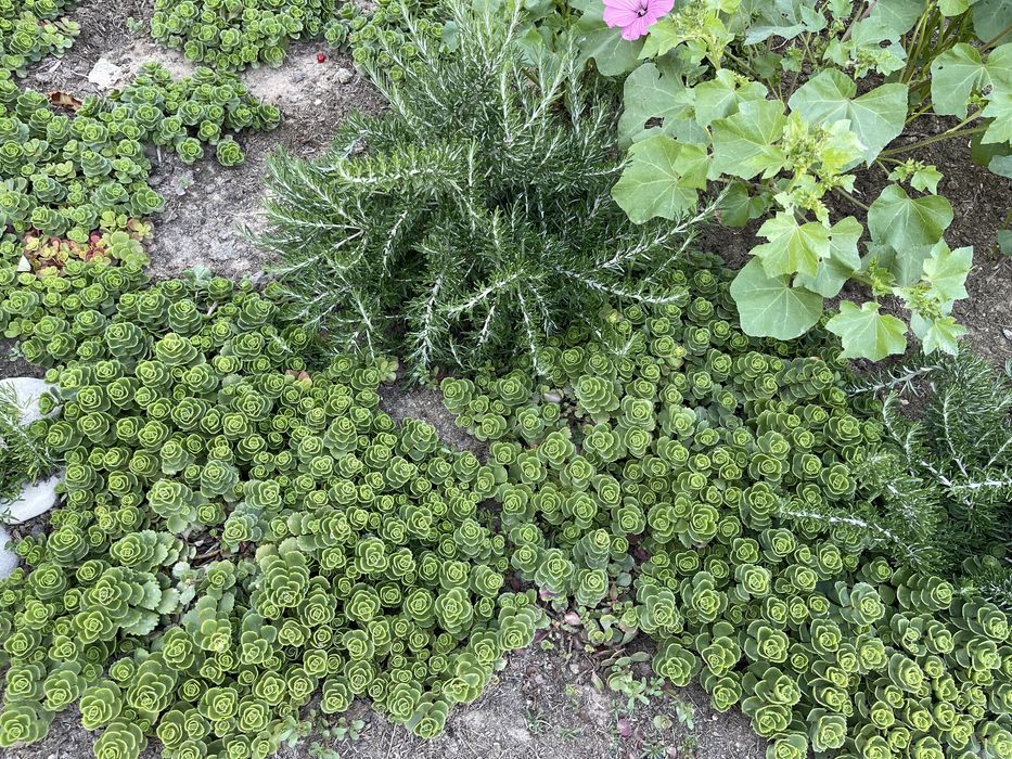 Продается красивая газоная трава