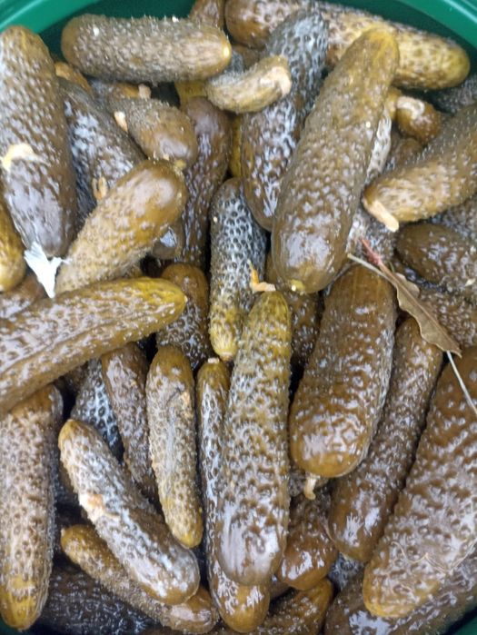 Castraveti murati in saramura/ castraveti pentru restaurante/ shaorma