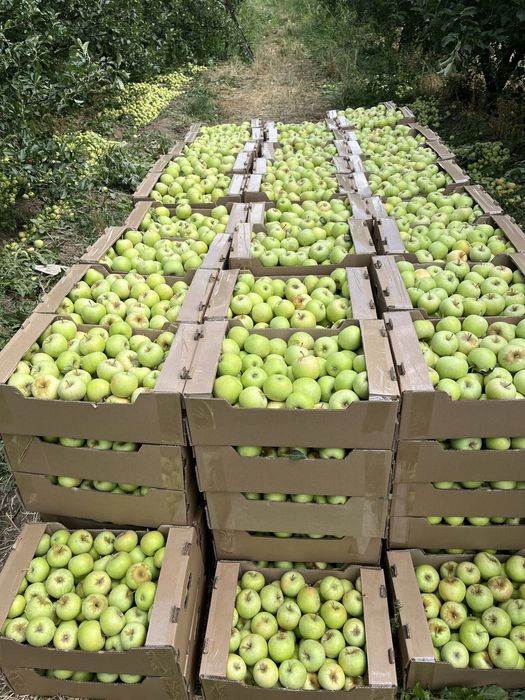 яблоко лимонка алма жаксы