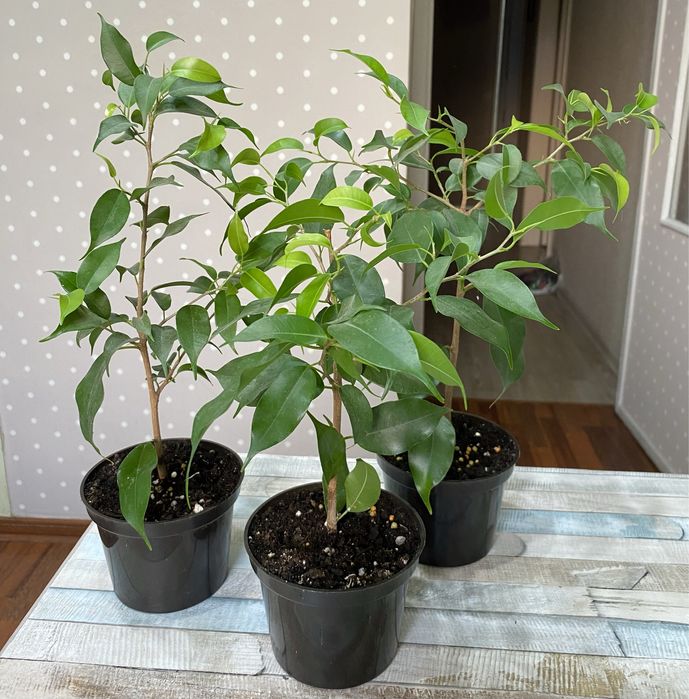 Фикус бенджамина