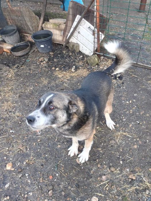 Donez / dau spre adoptie caine catel