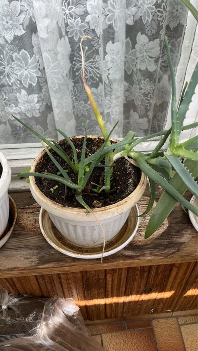 Спешно!!!Алое вера в саксия