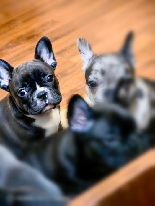 Френски булдог ,момчето и момиче.