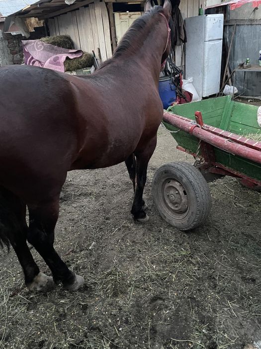 Vând sau schimb armasar 2ani merge bine la căruță