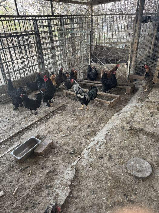 Жұмыртқа сатылады .