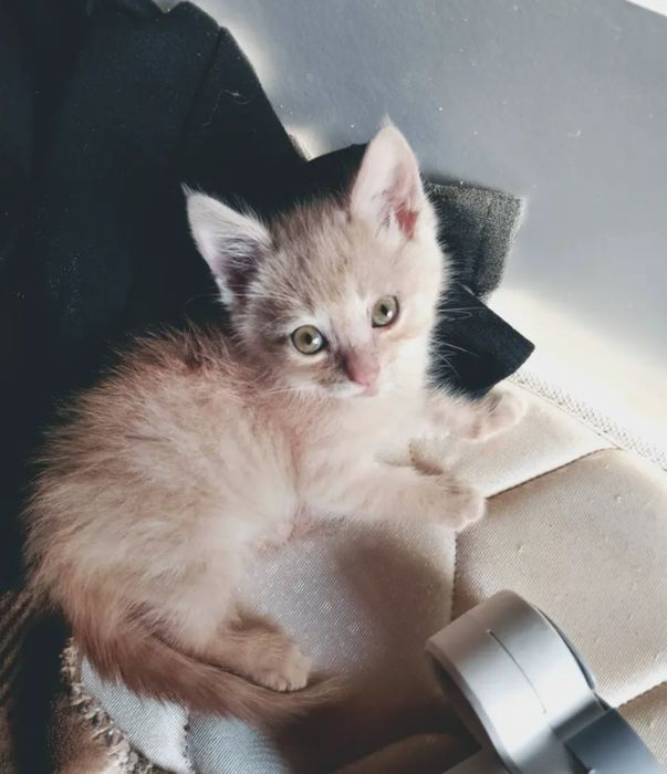 Отдаю котят в хорошие руки
