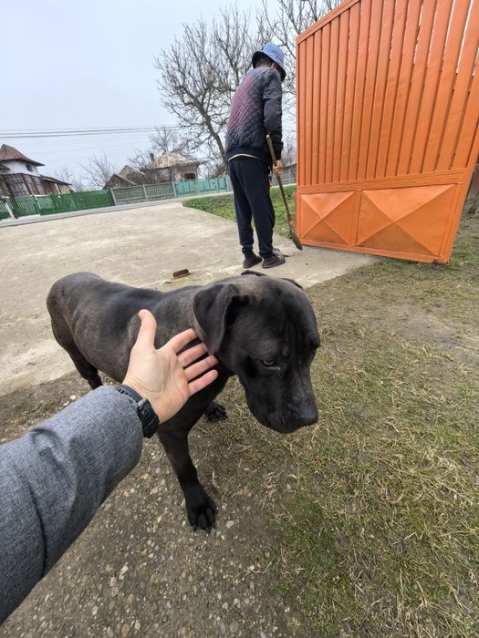 Donez câine - femela - Labrador Retriever