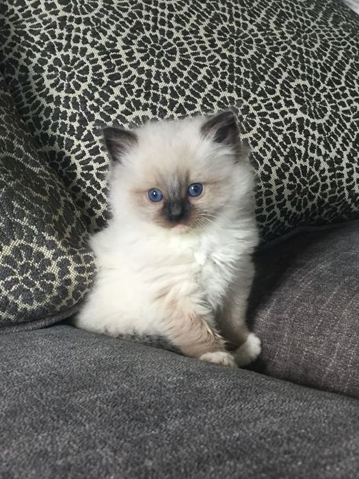 Ragdoll ochi albaștri