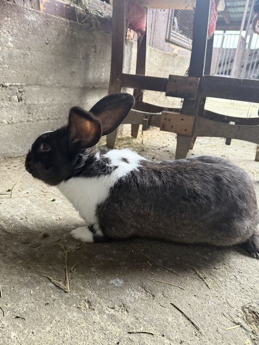 ‼️Iepuri de vanzare sau carcasa (BIO)‼️