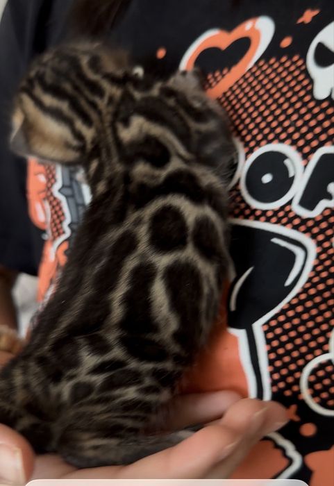 Бенгальские котята