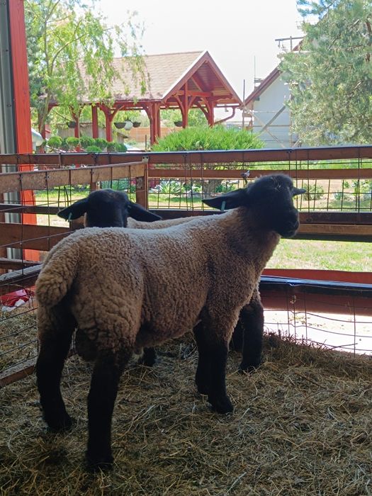 Berbecutii Suffolk