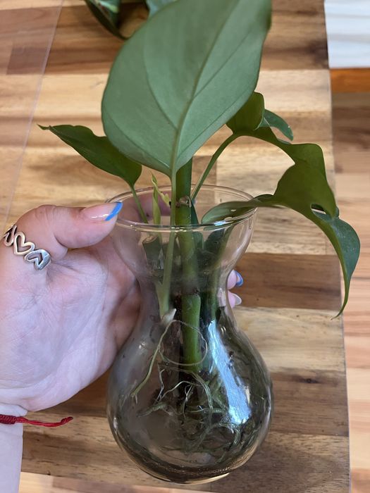 Резници от растения