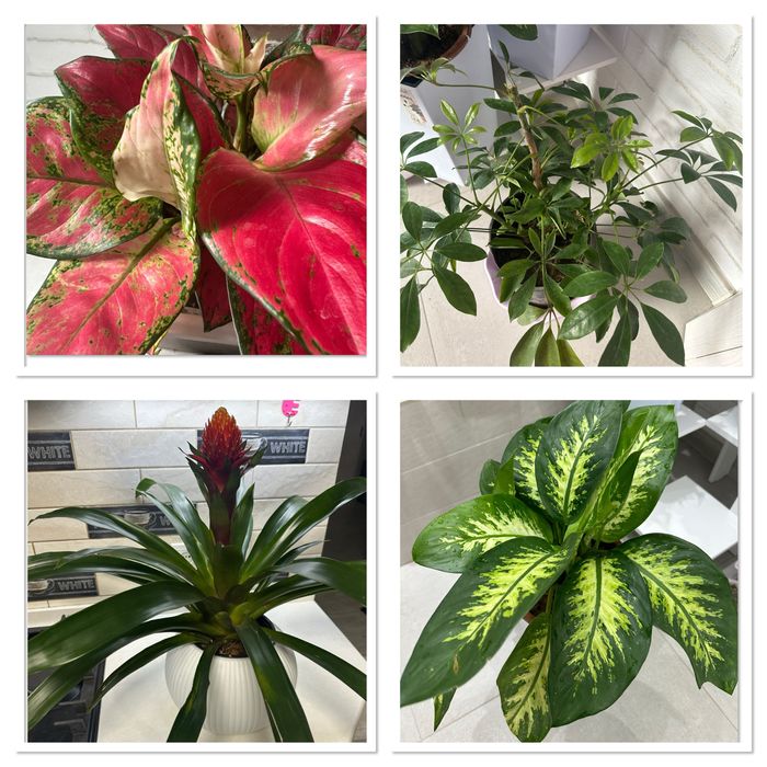 Растения для дома и офиса