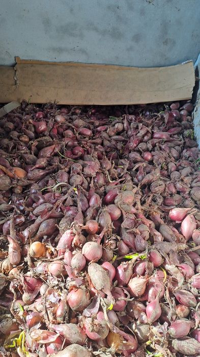 Ceapă de apă.     .