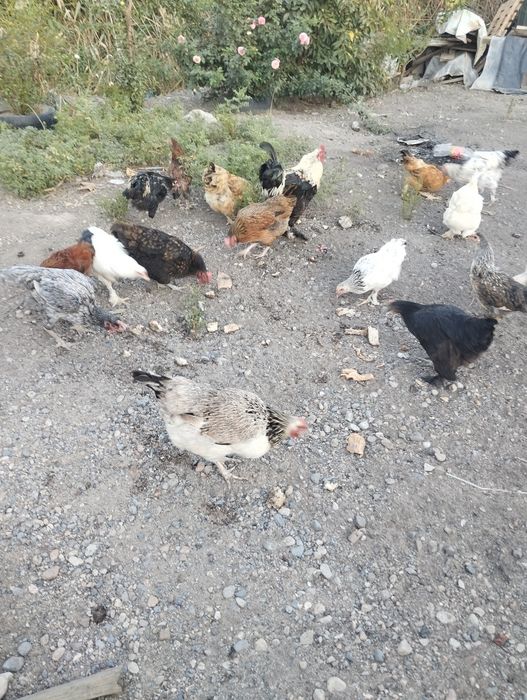 Куры домашние цветные
