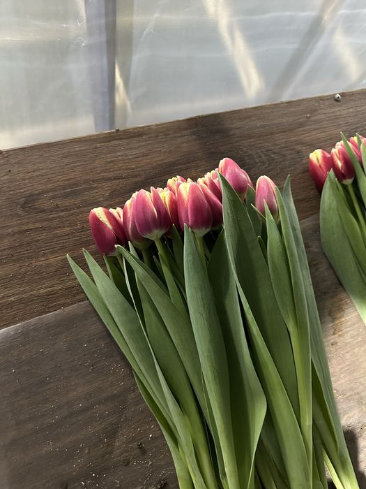 Тюльпаны оптом, Голландские