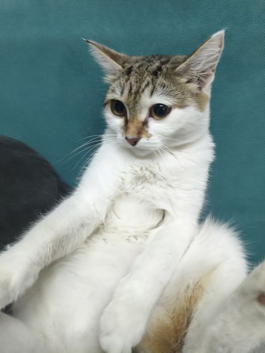 3 котик девочких