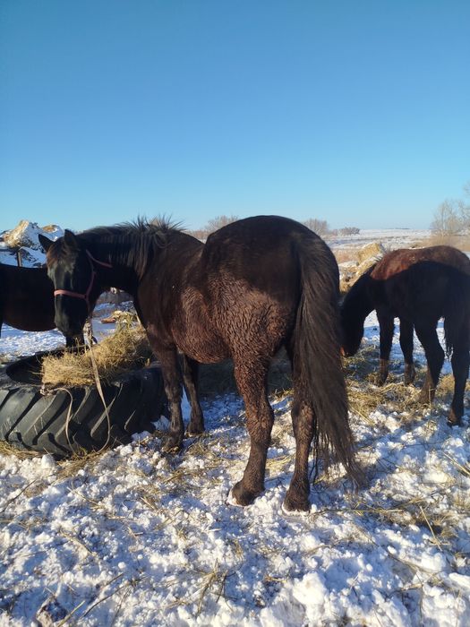 Продам кобыл жеребые с жеребятами.