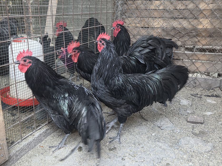 Cocosi Australorp