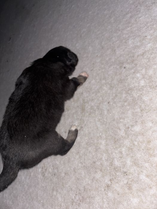 Күшік,мейірімді қолға беремін