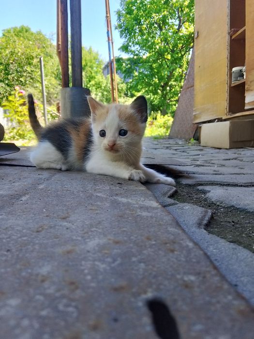 Отдам котят бесплатно