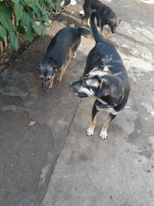 Собака ищет дом и хорошие руки