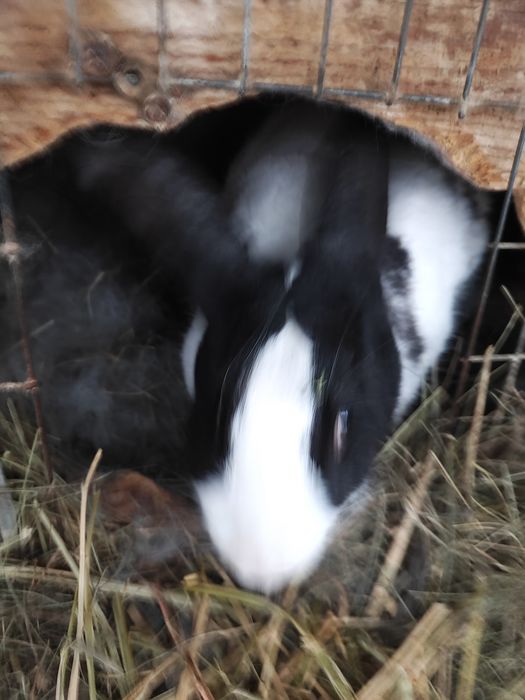 Hycole francez cu noua iepurași