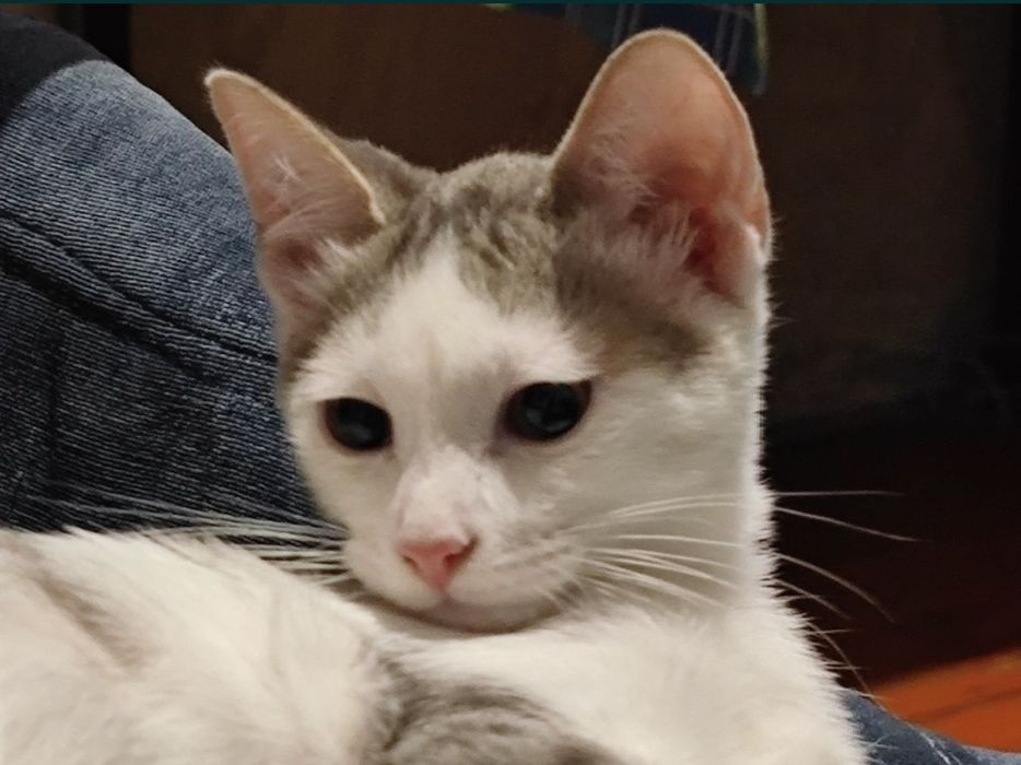 Очень ласковые котята ищут дом