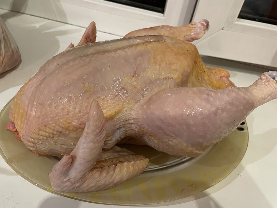 Курочки домашние