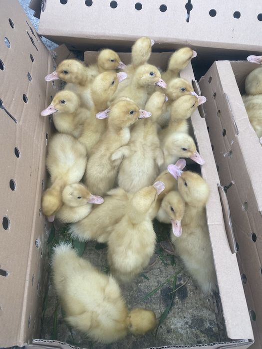 Rate pekin de 12 zile