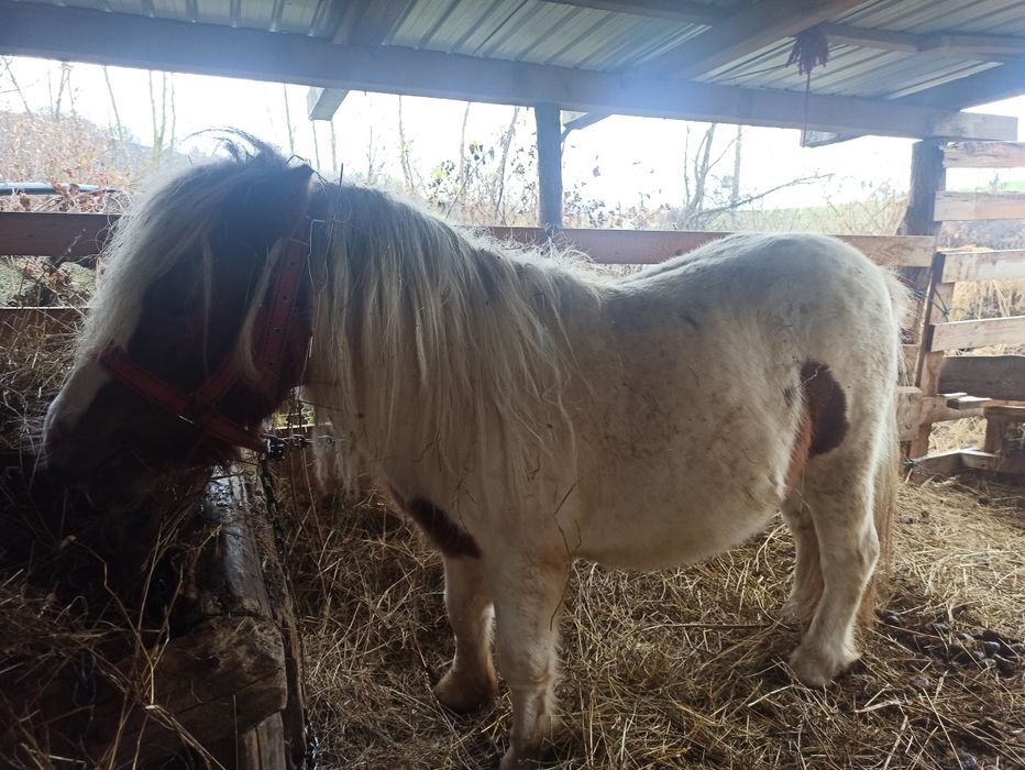 Vând sau schimb  cu oii