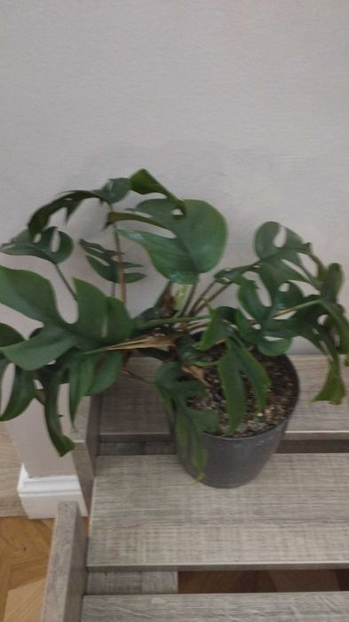 Монстера. Комнатное растение