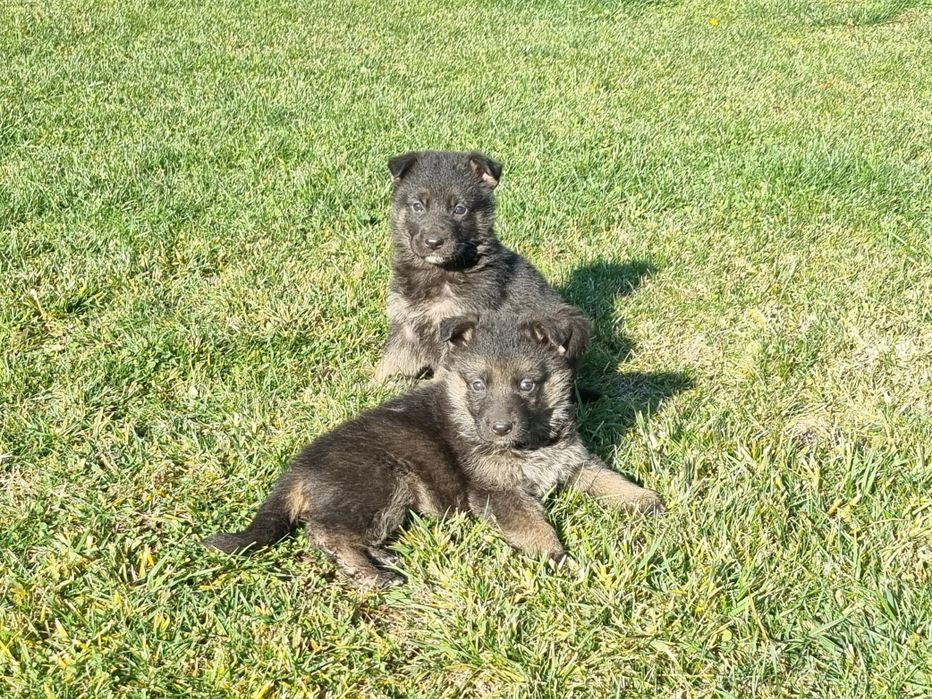 Малки немски овчарки