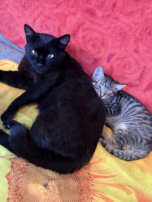 Котёнок ищет дом