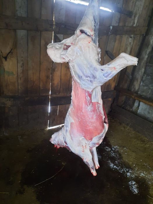 Продам баранов вес от 22 кг можно частями на воскресенье 14 декабря