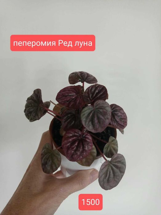 Комнатные цветы.