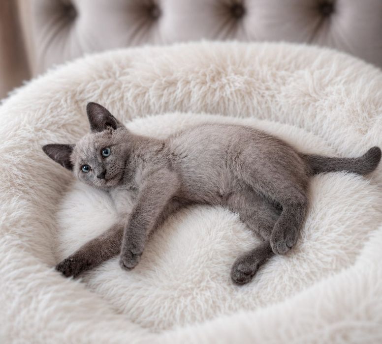 Отдам котенка бесплатно