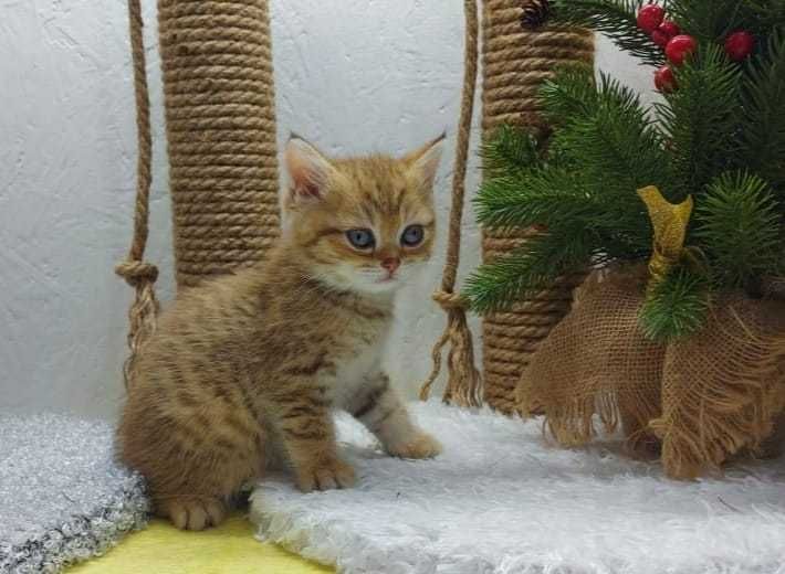 бриташки ждут любящих хозяев