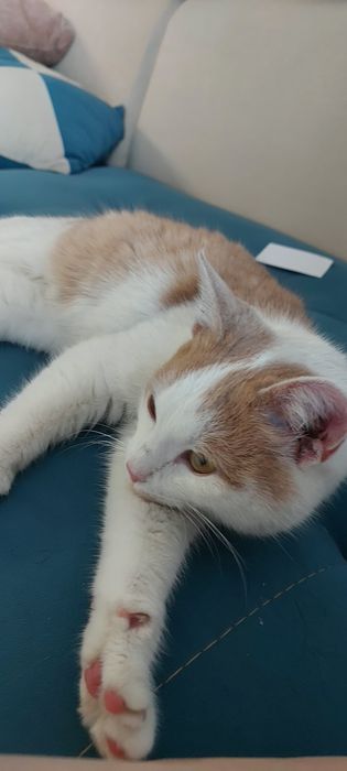 В добрые руки кошечка