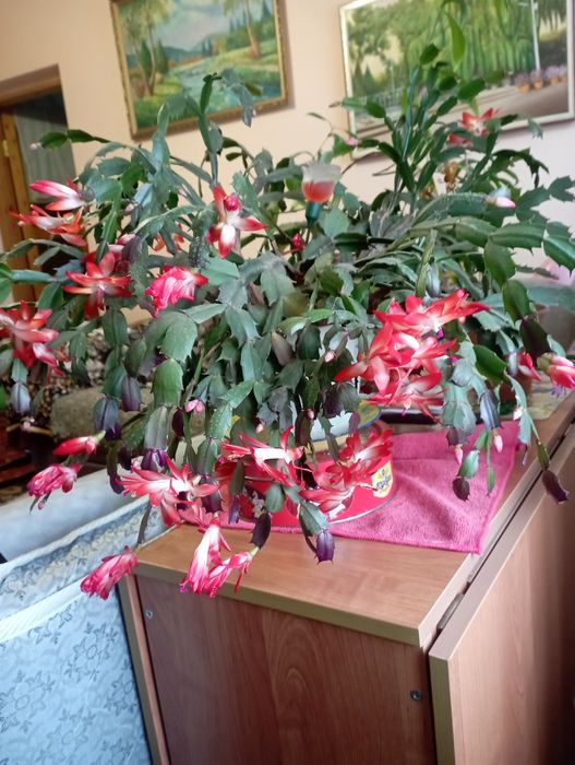 Комнатные растения