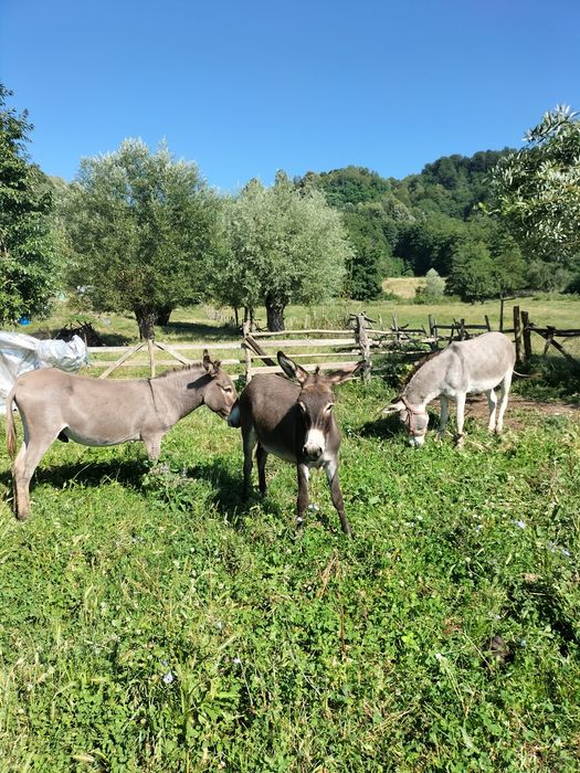 Vând măgari,cai și taur.