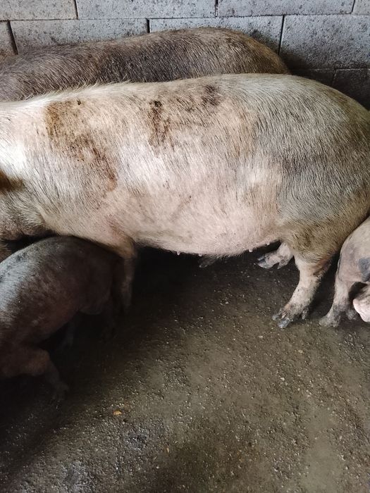 Se vinde pt cei interesati