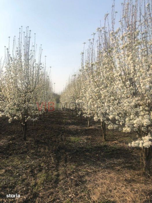 Fermă de vânzare | 3 ha | Între București și Constanța | Exploatație a