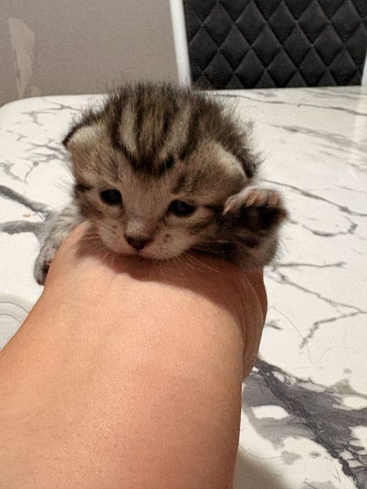 Котенки 15 дней